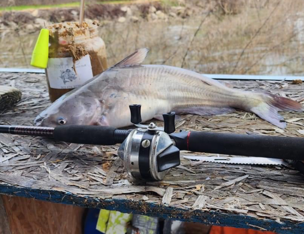 What is the best catfish bait? Punch Bait