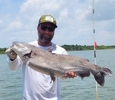 Big blue catfish caught on punch bait