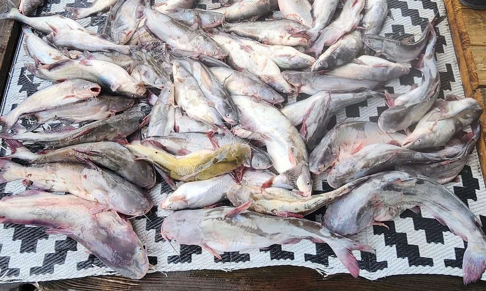 Channel catfish catch from Lake Tawakoni Texas