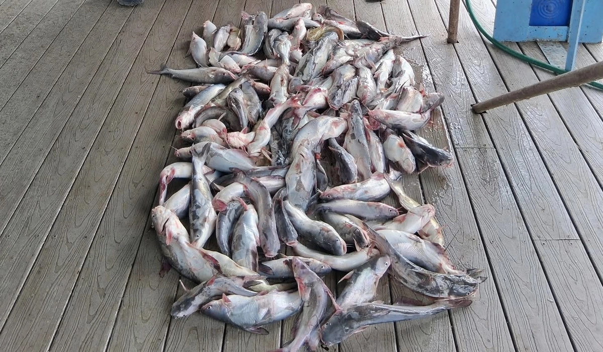 Lake Tawakoni channel catfish caught during summer